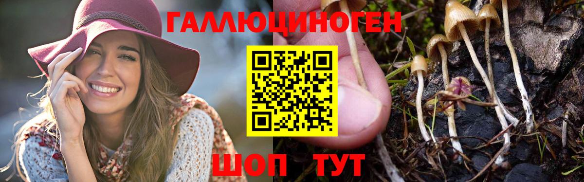 Псилоцибиновые грибы Тимашёвск